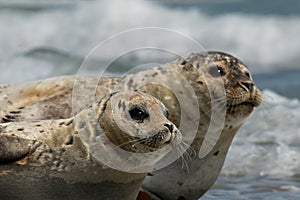 Harbour seals resting on beach photo