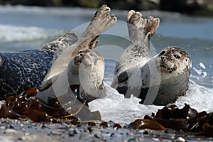 Sleepy Harbour seals resting on beach