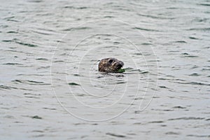 Harbour seal Phoca vitulina swimming in the sea on Swedish west coast.