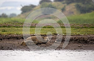 Harbour Seal with Pup