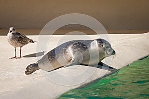 Harbour seal and seagull photo