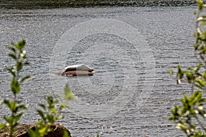 Harbour seal sunbathing.