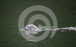 Harbour seal swimming in the water