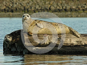 Harbour Seals