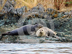 Harbour Seals camouflaged on shoreline resting on a warning buoy, Salish Sea