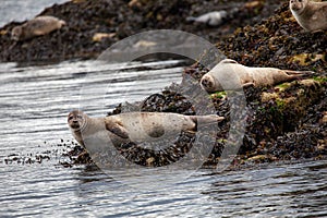 Harbour seals on island near Oban in Scotland