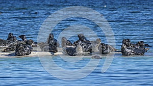 Harbour Seals (Phoca vitulina) hauled out on rocks photo