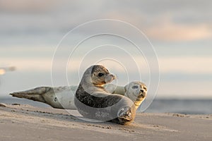 Harbour seals, Phoca vitulina, resting on the beach. Early morning at Grenen, Denmark
