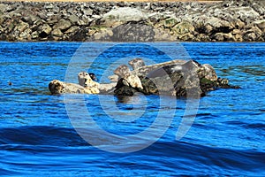 Harbour Seals, Phoca vitulina, on Rocks near Coal Island, British Columbia, Canada