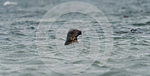 Harbour seals Phoca vitulina swimming in the sea on Swedish west coast.