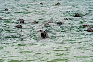 Harbour seals Phoca vitulina swimming in the sea on Swedish west coast.