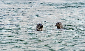 Harbour seals Phoca vitulina swimming in the sea on Swedish west coast.