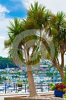 Harbourside Cordyline