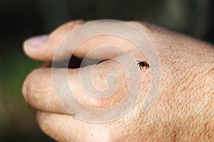 Hard-bodied tick of family Ixodidae on skin of human hand, dangerous mite