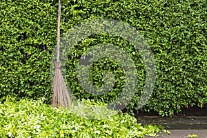 Hard broom Place it under the tree