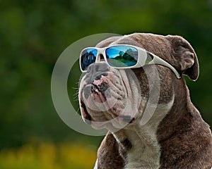 Hard Bulldog in sunglasses