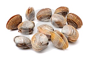 Hard clam, quahog