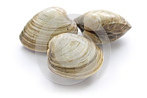 Hard clam, quahog