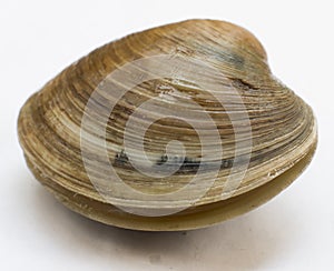 Hard clam, quahog
