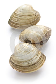 Hard clam, quahog