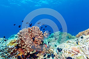 Difficile colorato coralli sul il mare inferiore, 