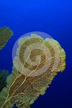 Hard coral photo