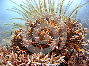 Hard Coral