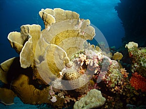 Hard coral