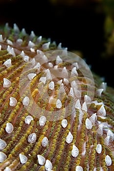 Hard coral close-up Indonesia Sulawesi