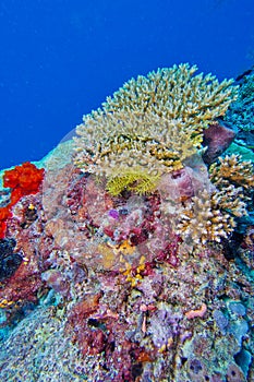 Hard coral, Coral Reef, Reef Building Coral, North Ari Atoll, Maldives