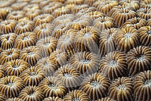 Hard coral detail