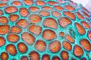 Hard coral photo