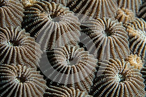 Hard coral polyps