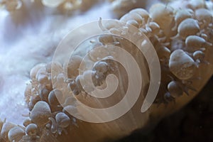 Hard coral polyps detail