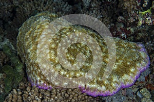 Hard coral polyps macro detail while diving maldives