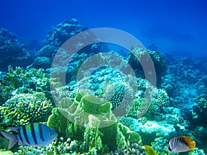 Hard-coral reef
