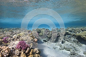 Hard Coral Reef plate