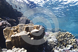 Hard Coral Reef plate