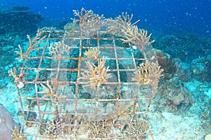 Hard corals growing on iron cage