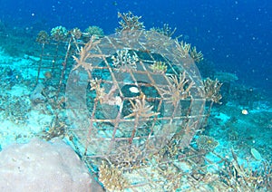 Hard corals growing on iron cage photo