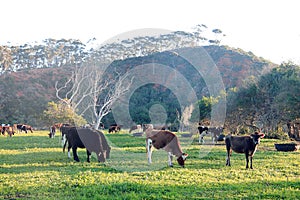 A hard of diary cows graze peasefully