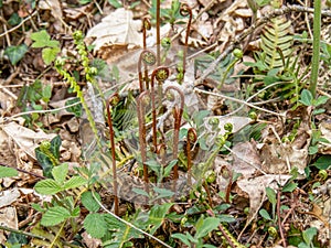 Hard Fern aka Blechnum spicant, showing both fertile and sterile fronds unfurling.