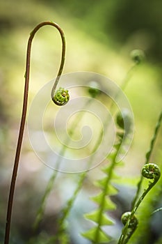 Hard Fern Blechnum Spicant photo