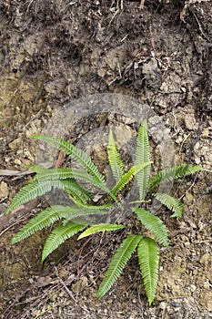 Hard fern, deer fern, Struthiopteris spicant, Blechnum spicant, plant on ground in forest, Polypodiales