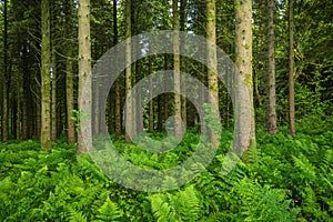 Hard Ferns Blechnum spicant cover the forest floor of Woodburn Forest, photo