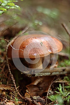 Hard founded brown mushroom called Imleria badia or bay bolete in forest. Viscipellis badia was founded between old leaves, needle