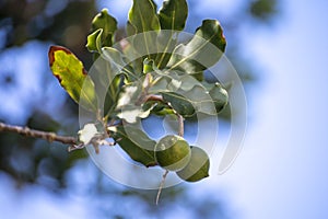 Hard green Australian macadamia nuts hanging on branches on big tree