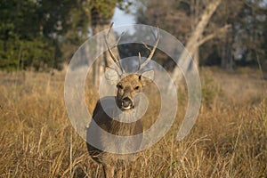 Hard Ground Swamp Deer, Barasingha- Rucervus duvaucelii, Kanha Tiger Reserve, Madhya Pradesh