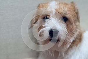 Hard haired furry pedigreed Jack Russell Terrier face closeup