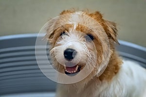 Hard haired furry pedigreed Jack Russell Terrier view in blue dog bed closeup